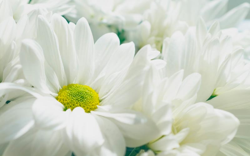 coroa-de-flores-vila-alpina