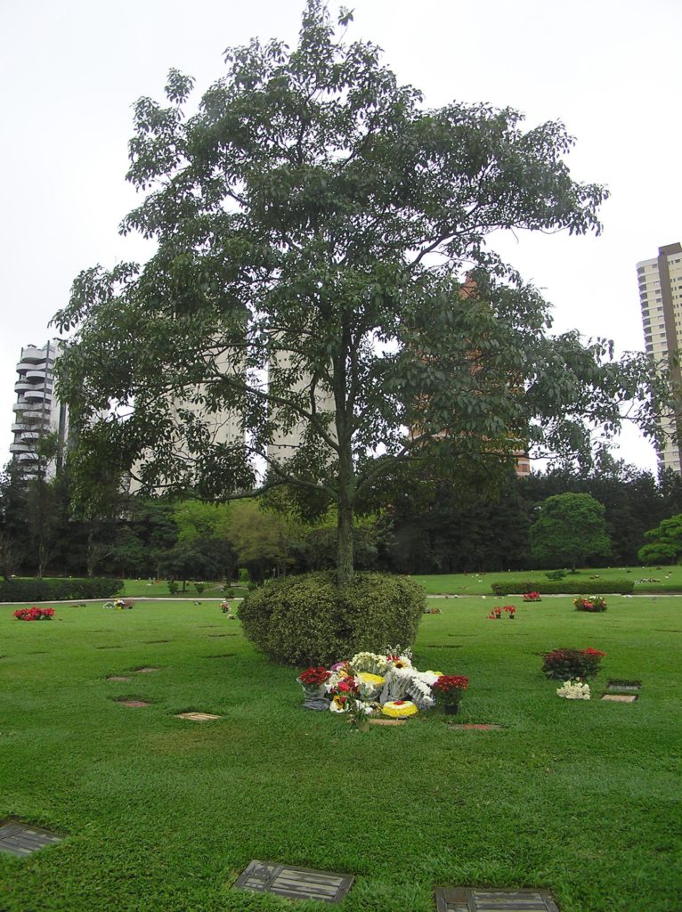 coroa de flores no morumbi