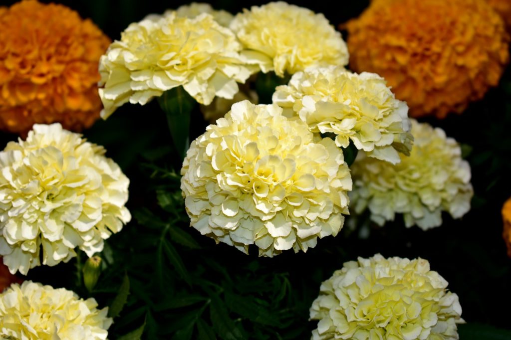 Escolher coroa para o velório: Como garantir a melhor opção?